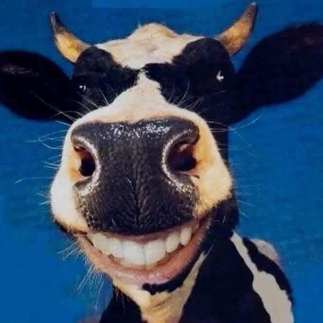 Smiling Cow